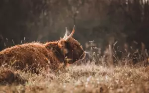 Jak Vycistit Zachodovou Misu